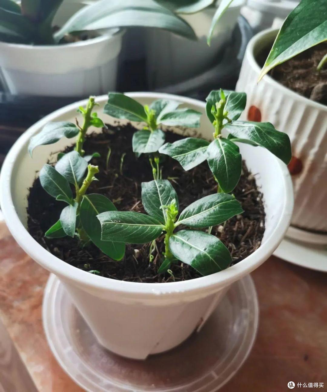 新买的长春花，3个月养成了一棵大花树，原来她用了这个方法！