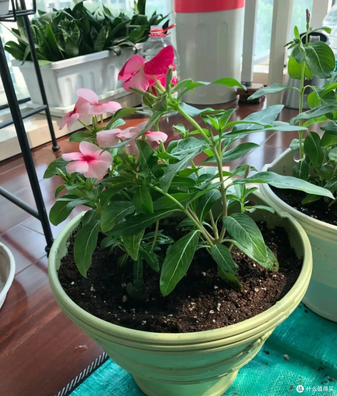 新买的长春花，3个月养成了一棵大花树，原来她用了这个方法！