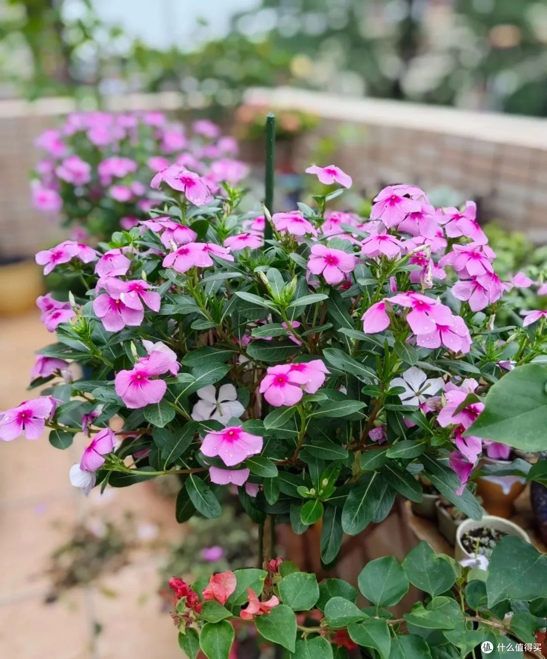 新买的长春花，3个月养成了一棵大花树，原来她用了这个方法！