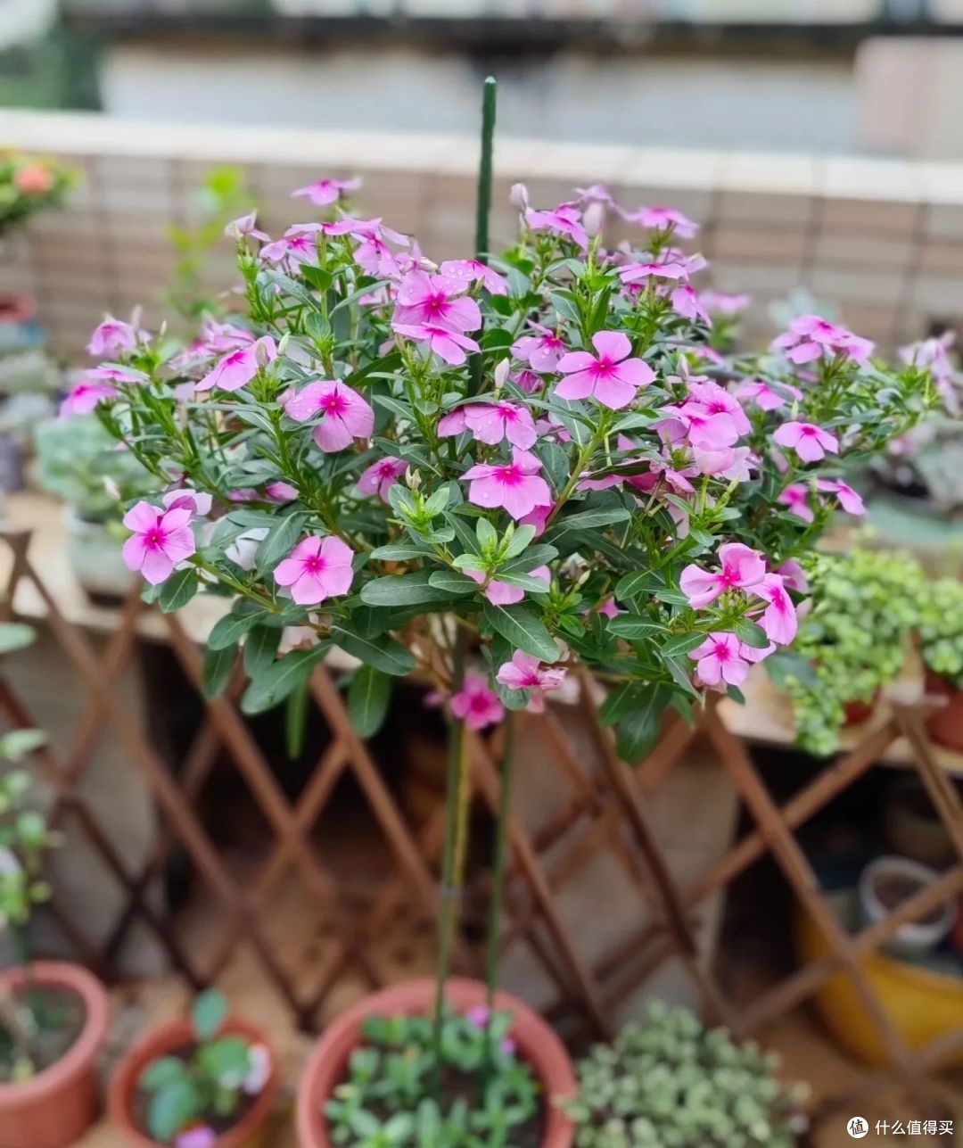 新买的长春花，3个月养成了一棵大花树，原来她用了这个方法！