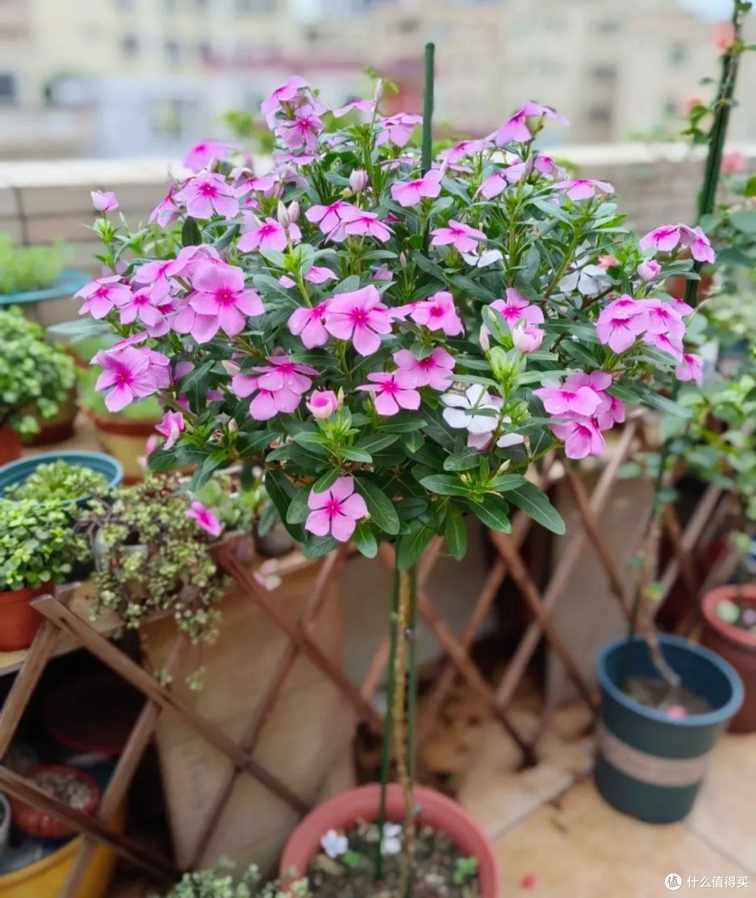 新买的长春花，3个月养成了一棵大花树，原来她用了这个方法！