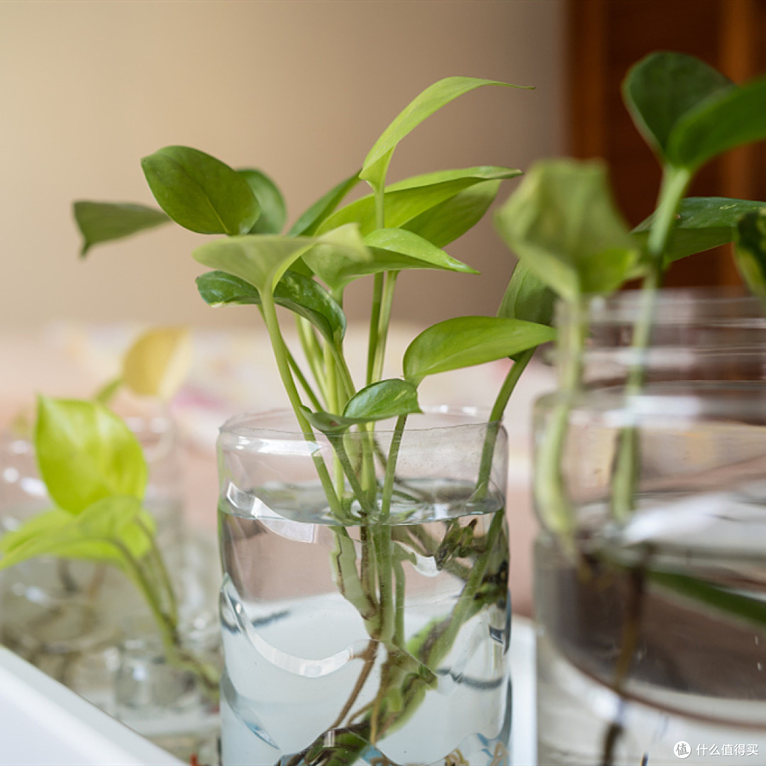 🍃清凉宅家指南，这三种绿植夏日好相伴