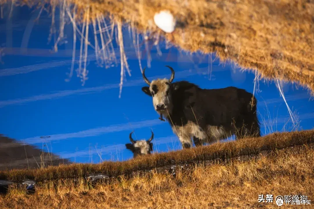 适马长焦镜头大盘点