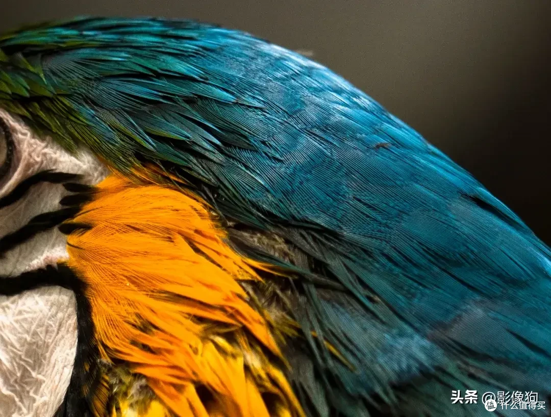 适马长焦镜头大盘点