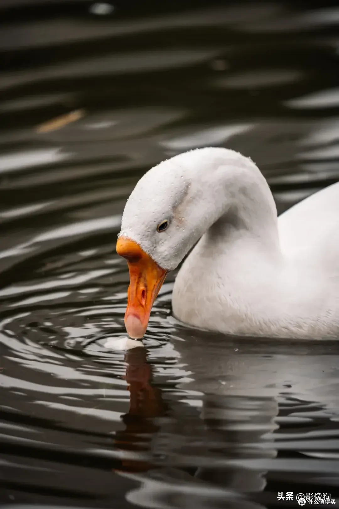 适马长焦镜头大盘点