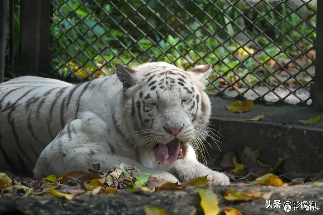 适马长焦镜头大盘点