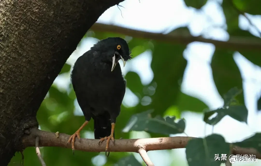 适马长焦镜头大盘点