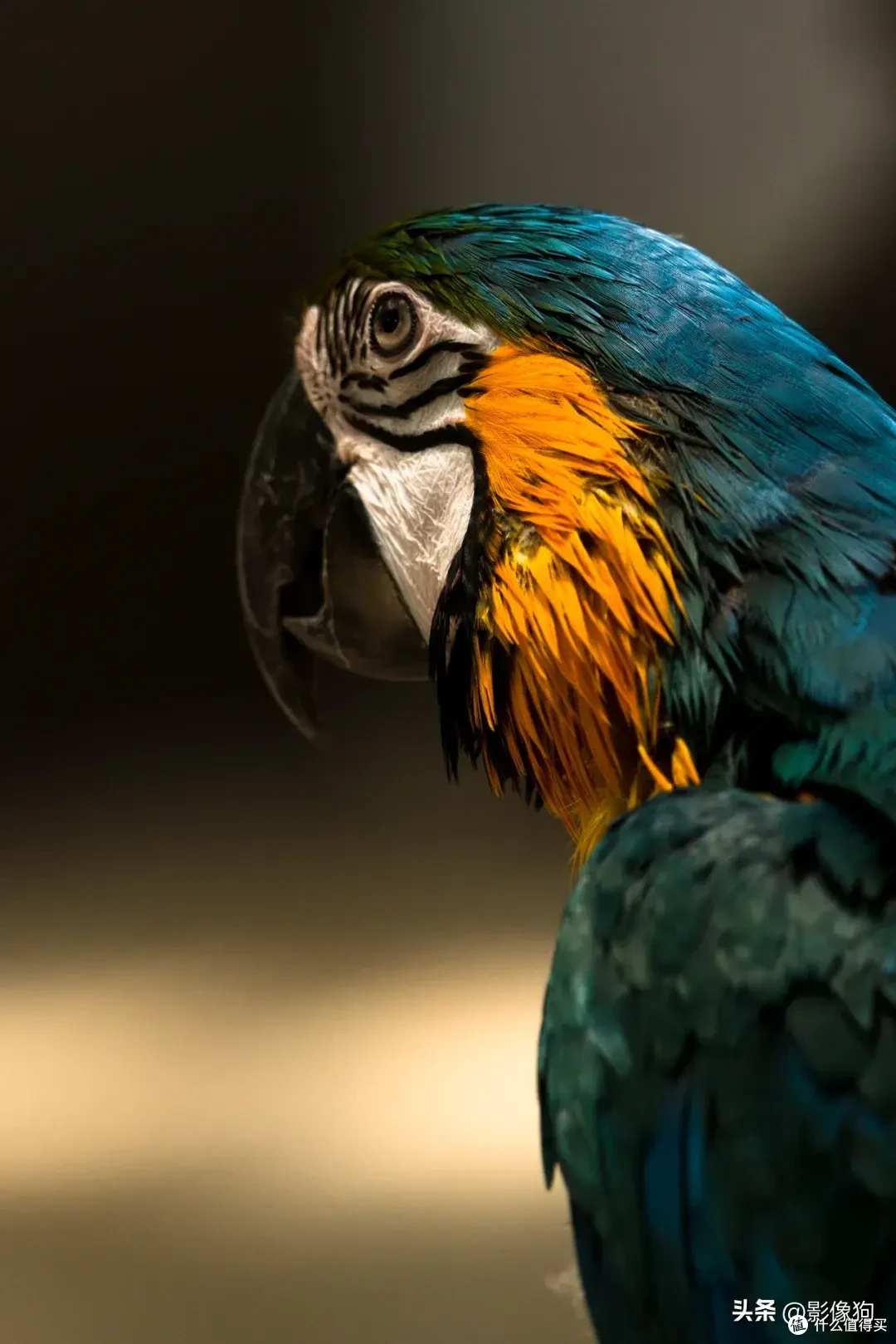 适马长焦镜头大盘点