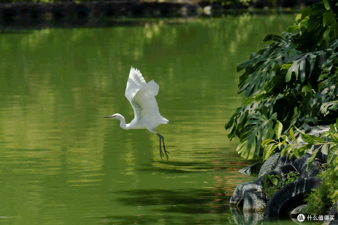 适马长焦镜头大盘点