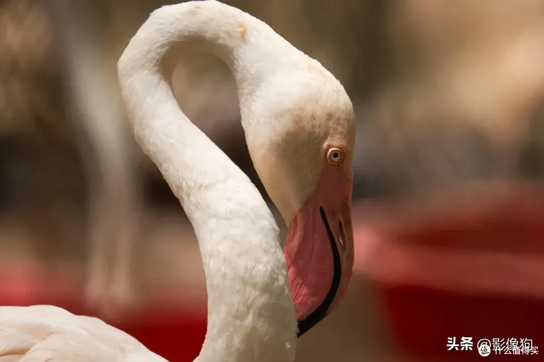 适马长焦镜头大盘点