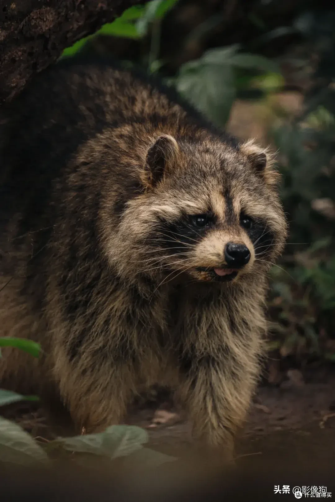 适马长焦镜头大盘点