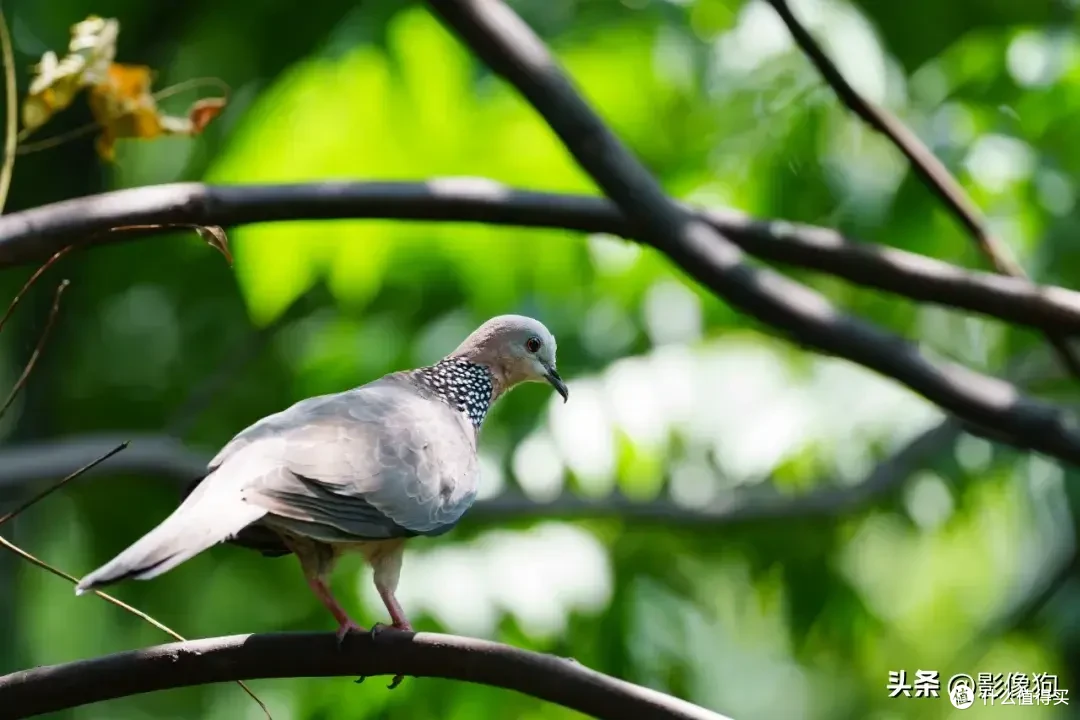 适马长焦镜头大盘点