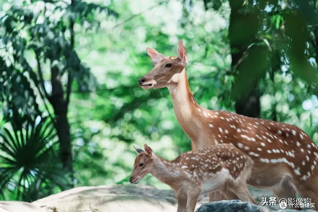 适马长焦镜头大盘点