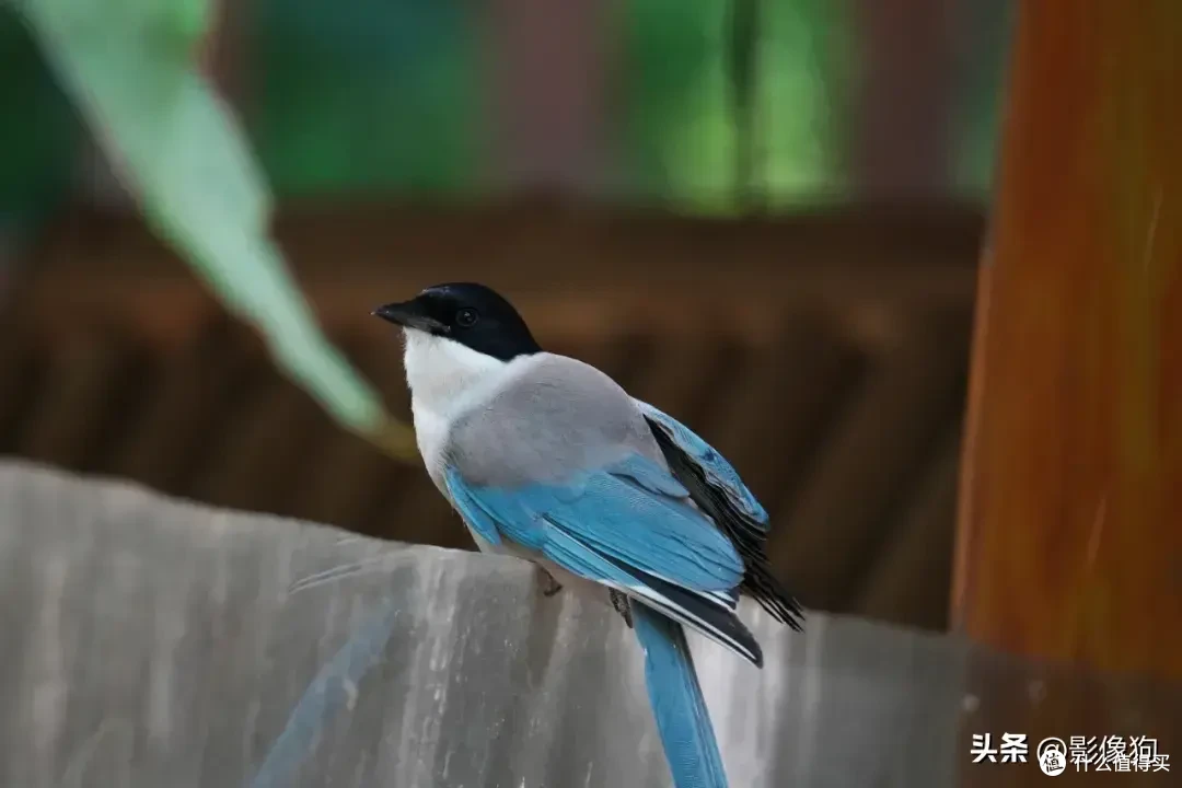 适马长焦镜头大盘点