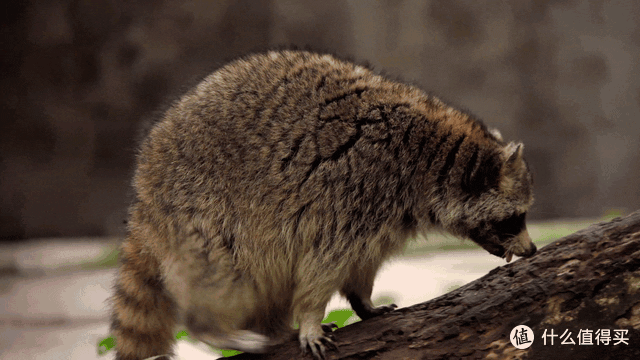 适马长焦镜头大盘点