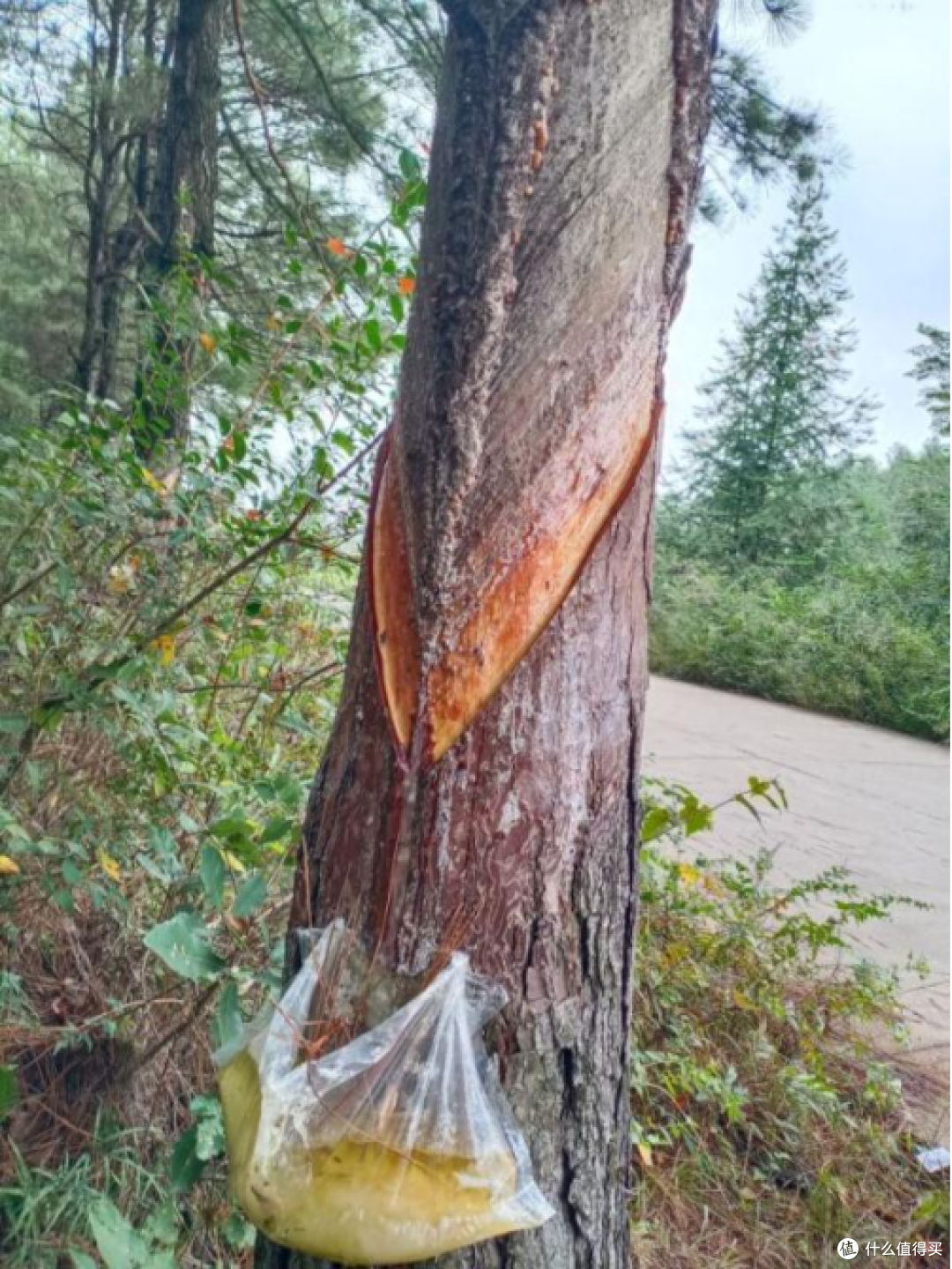 全网最全的松香知识点!!_精油香薰_什么值得买
