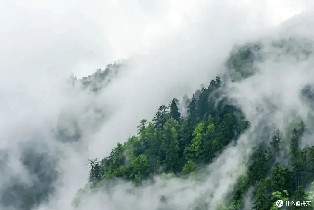 炎炎夏日快来向天目山的清凉王国借点能量