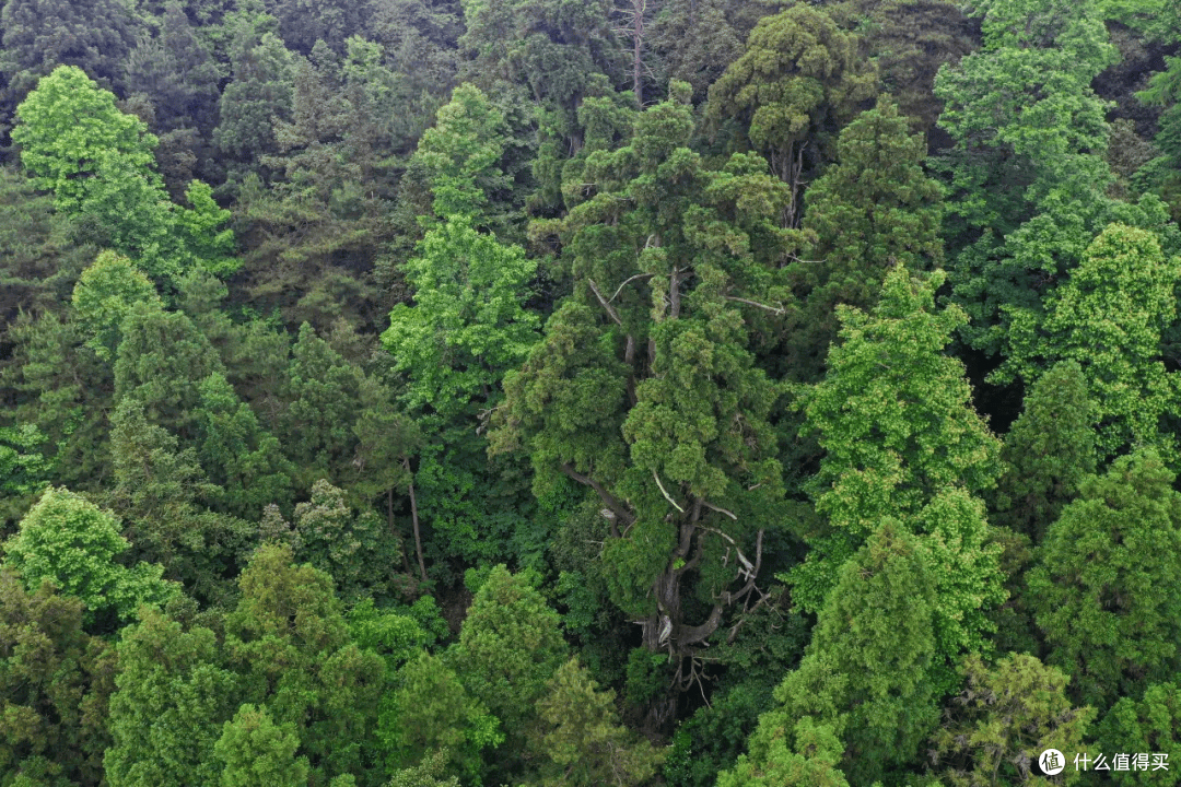 炎炎夏日快来向天目山的清凉王国借点能量