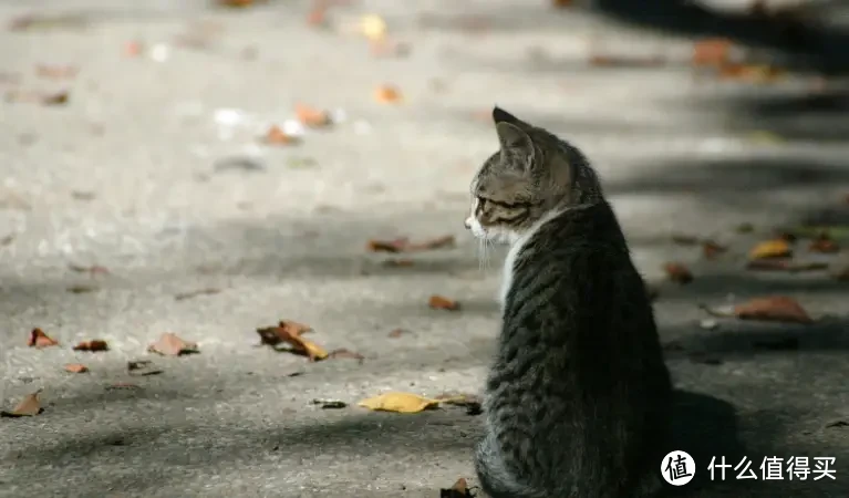 被流浪猫抓了，到底要不要打狂犬疫苗？