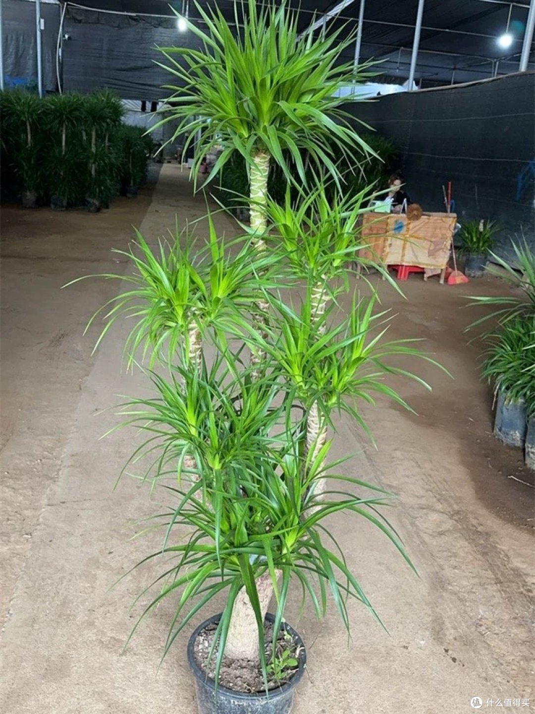 适合室内养的植物放在家里既好看又好养活