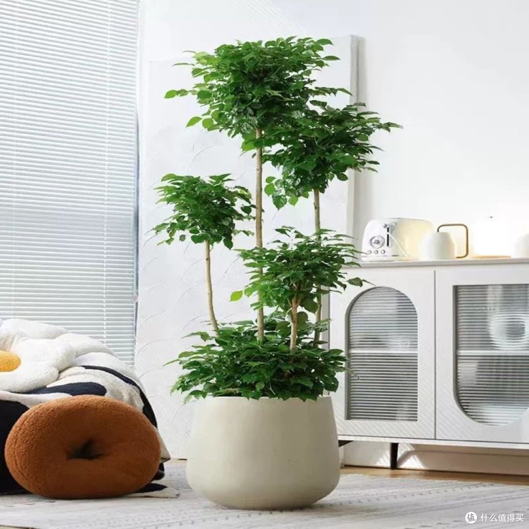 适合室内养的植物放在家里既好看又好养活