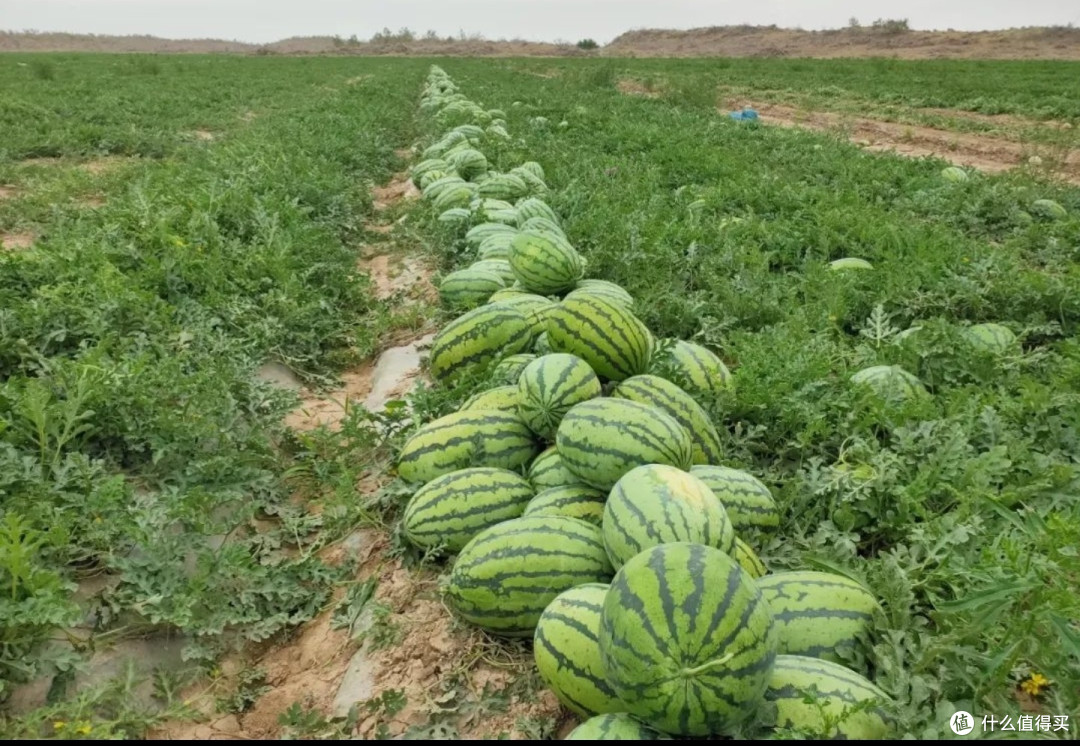 七月份新疆必须得吃下野地西瓜！