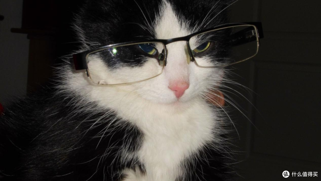 还在纠结给不给猫猫做绝育?看完再做决定吧
