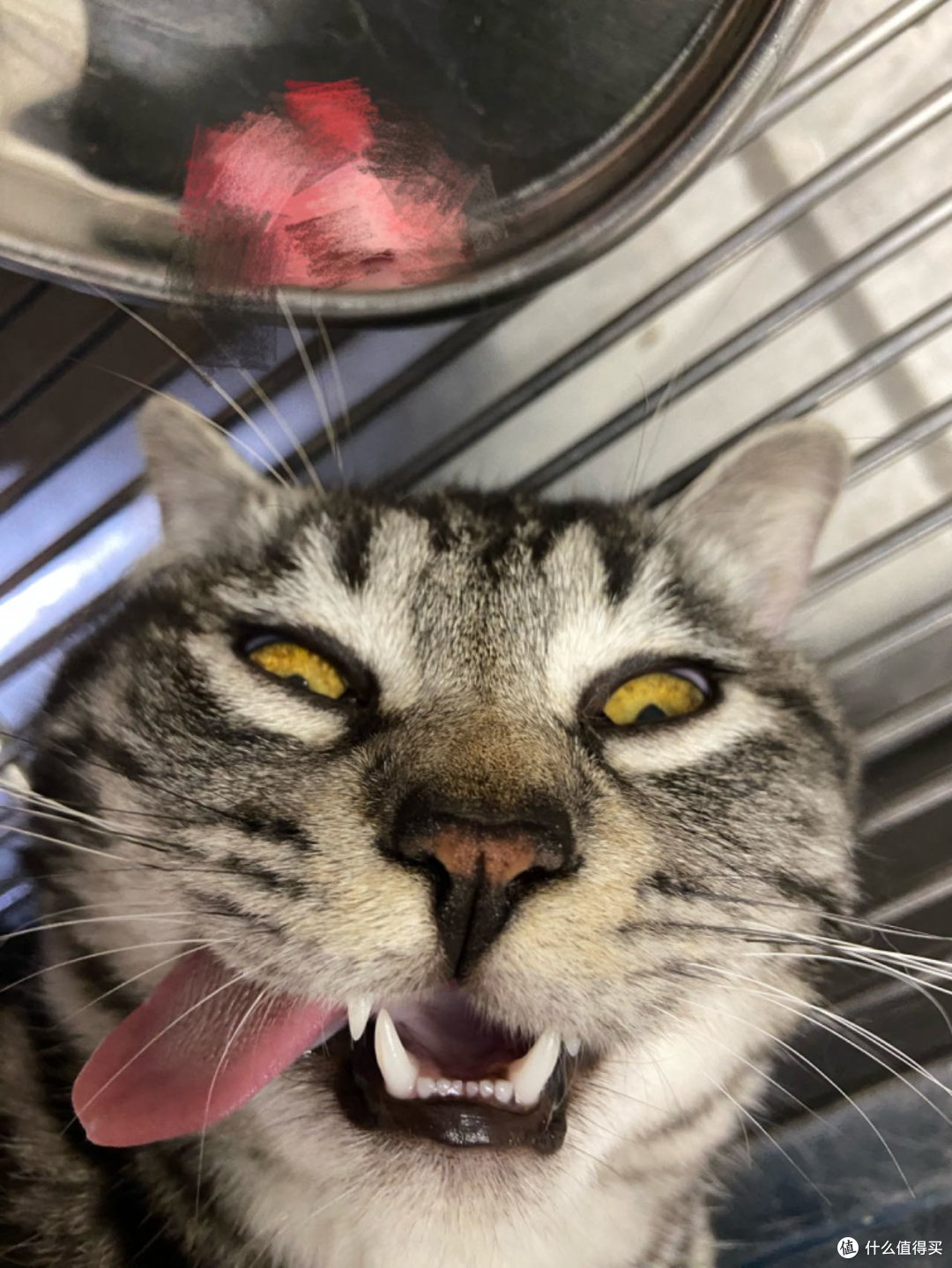肥咪靓照
