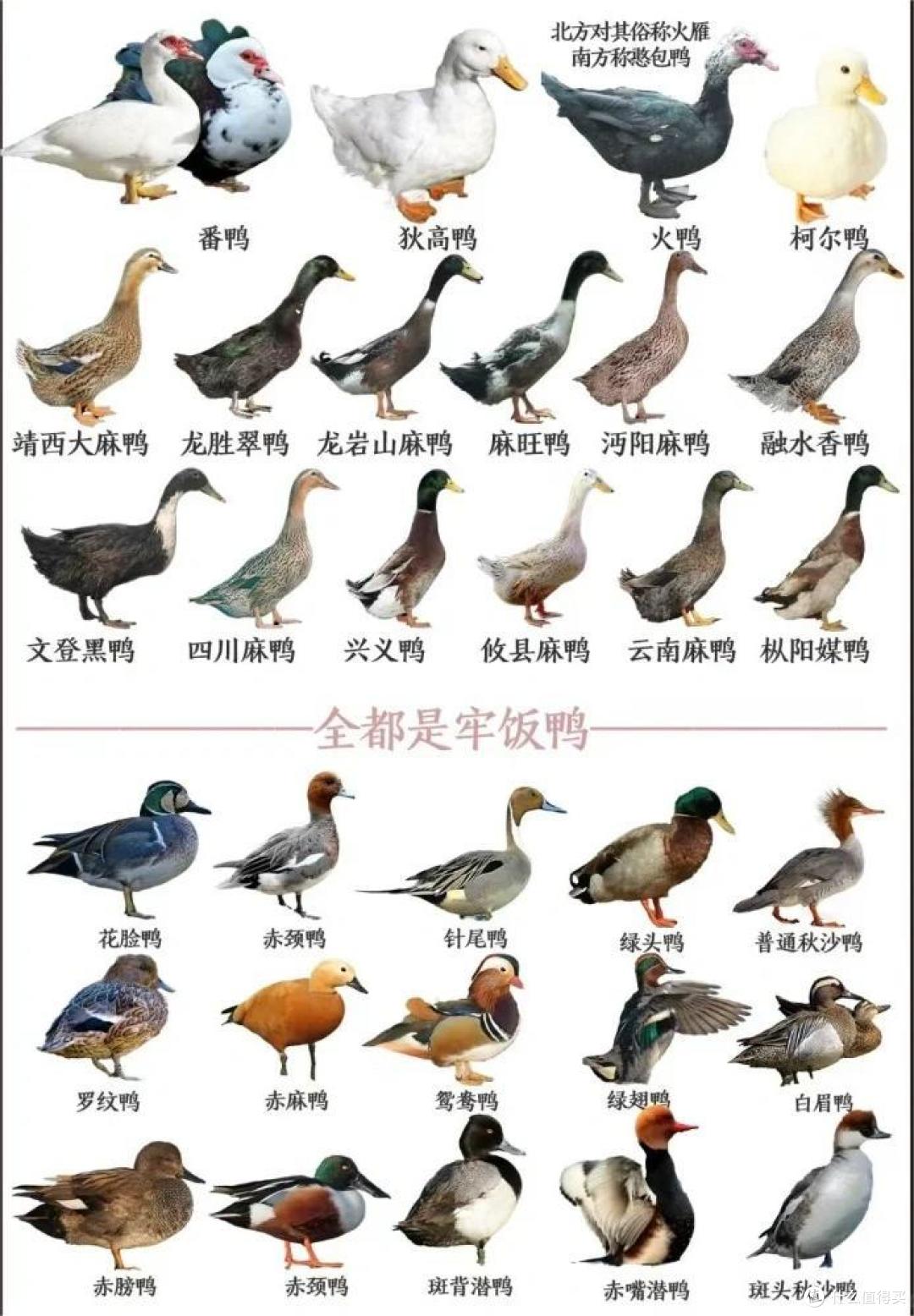 鸭子种类大全，带你了解中国各地38个品种鸭子