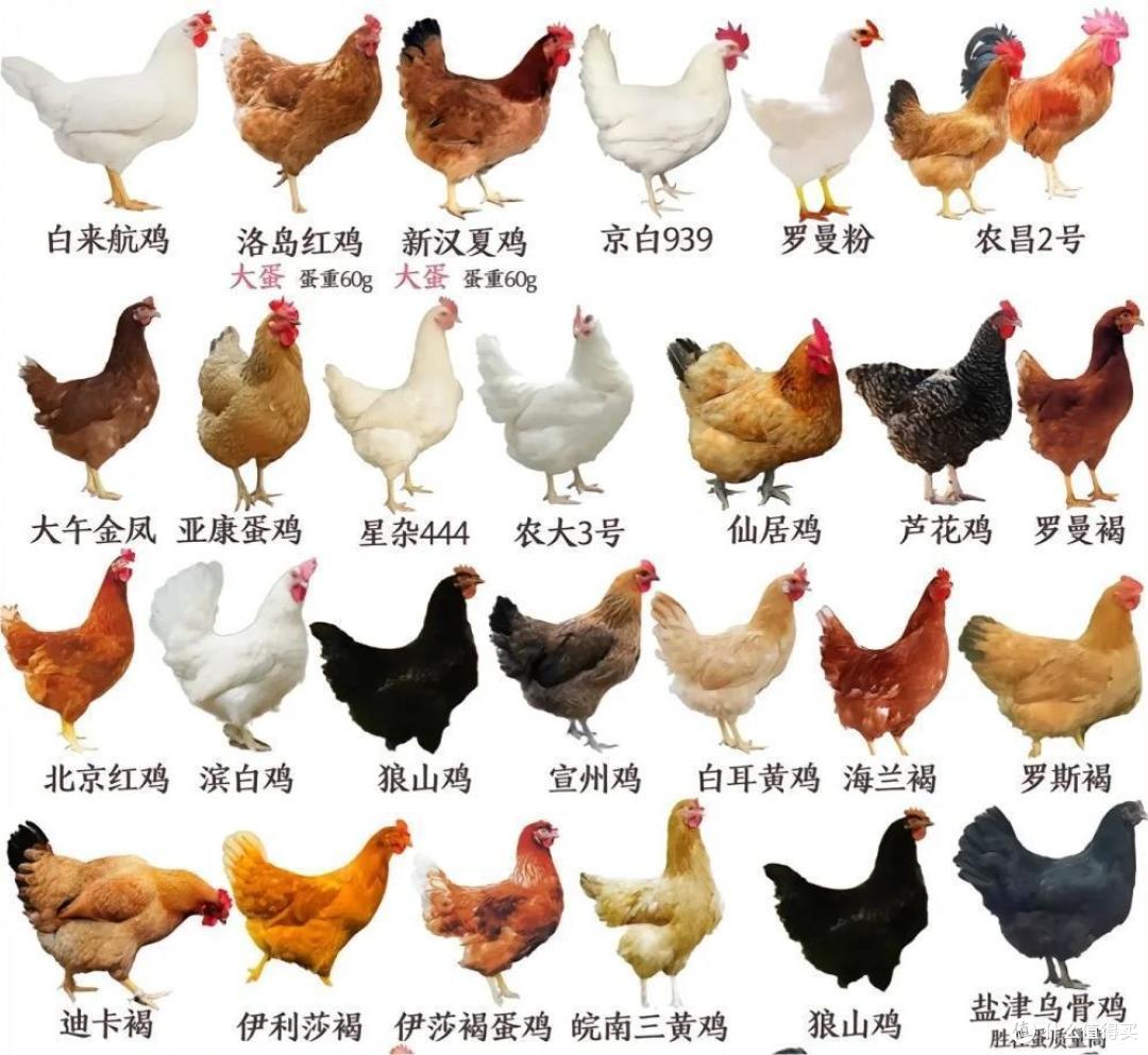 常见鸡的种类与区别丨一次性讲清楚