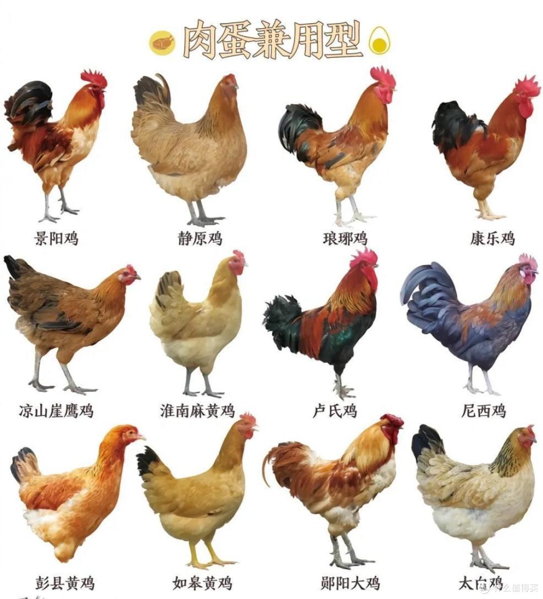 常见鸡的种类与区别丨一次性讲清楚
