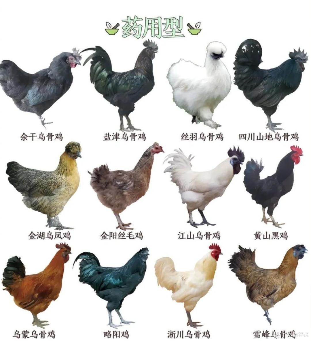 常见鸡的种类与区别丨一次性讲清楚