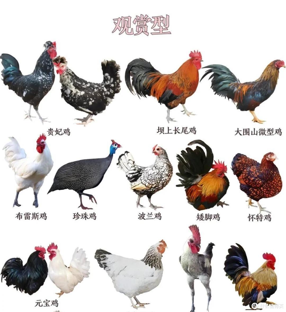 常见鸡的种类与区别丨一次性讲清楚