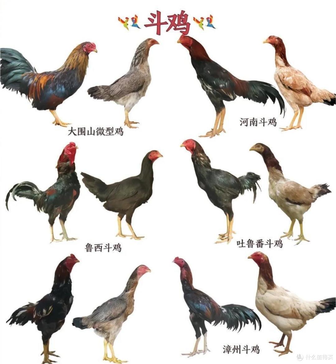 常见鸡的种类与区别丨一次性讲清楚