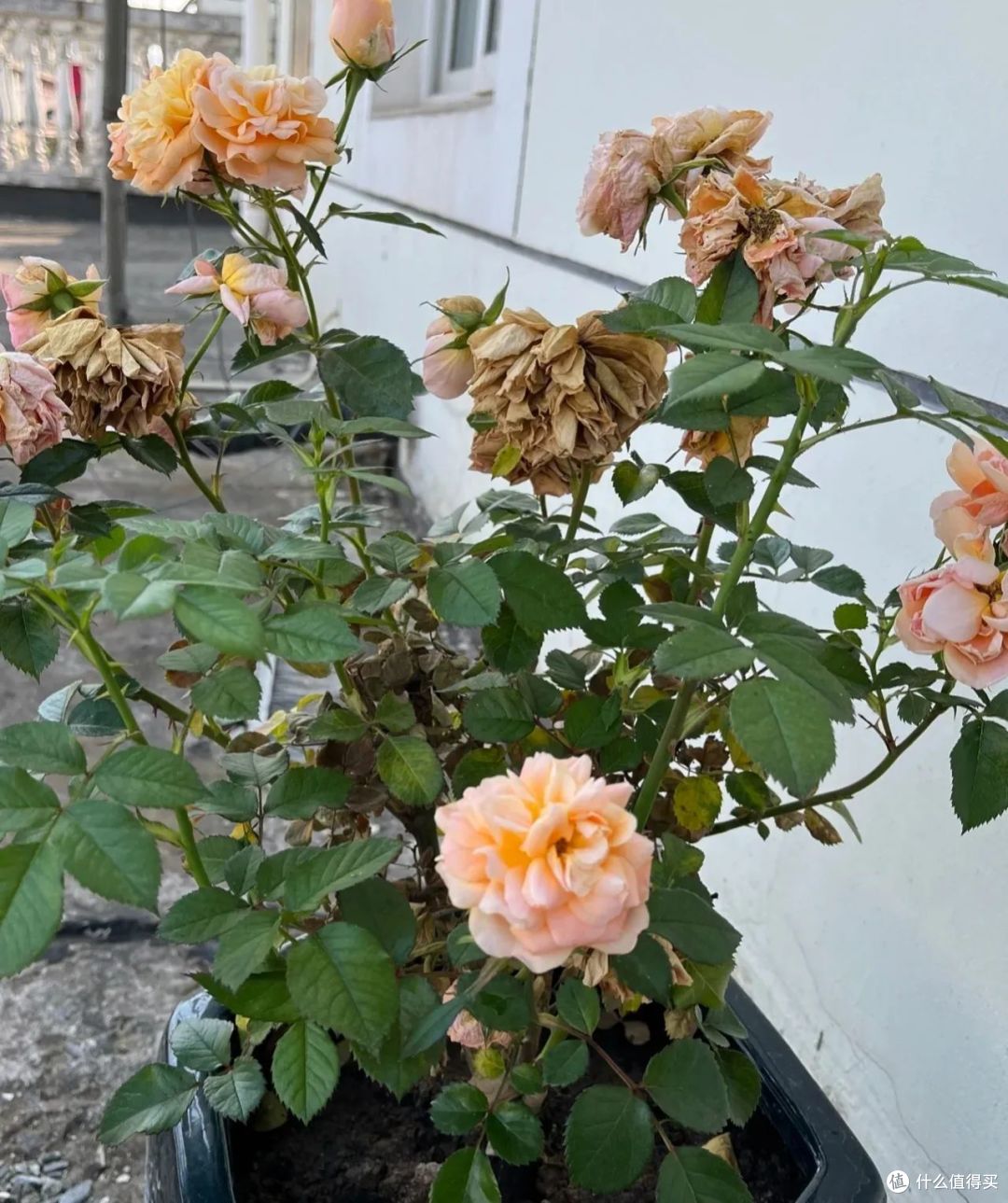 这4种花再便宜，三伏天也别碰，很多人买了后悔，不是胡说八道