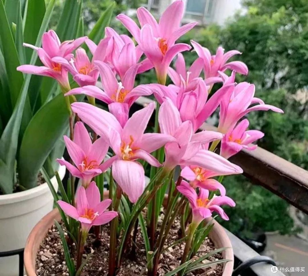 这4种花再便宜，三伏天也别碰，很多人买了后悔，不是胡说八道