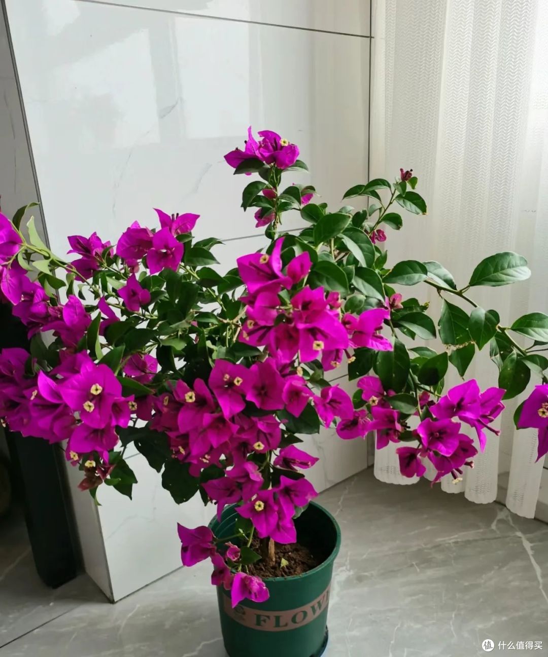 这4种花再便宜，三伏天也别碰，很多人买了后悔，不是胡说八道
