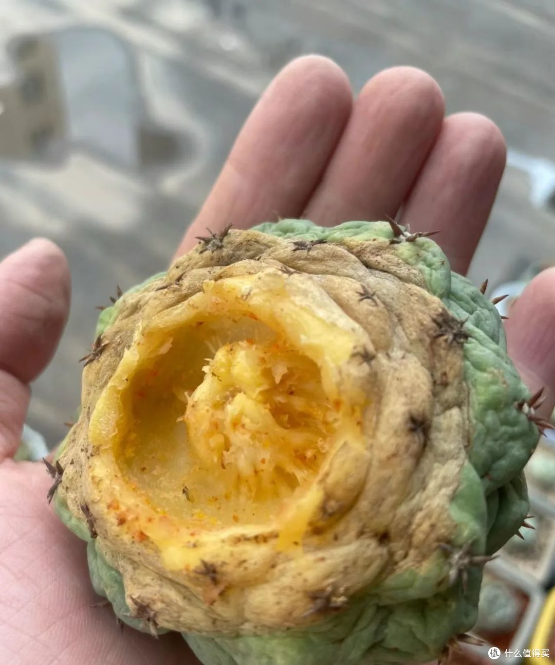 这4种花再便宜，三伏天也别碰，很多人买了后悔，不是胡说八道