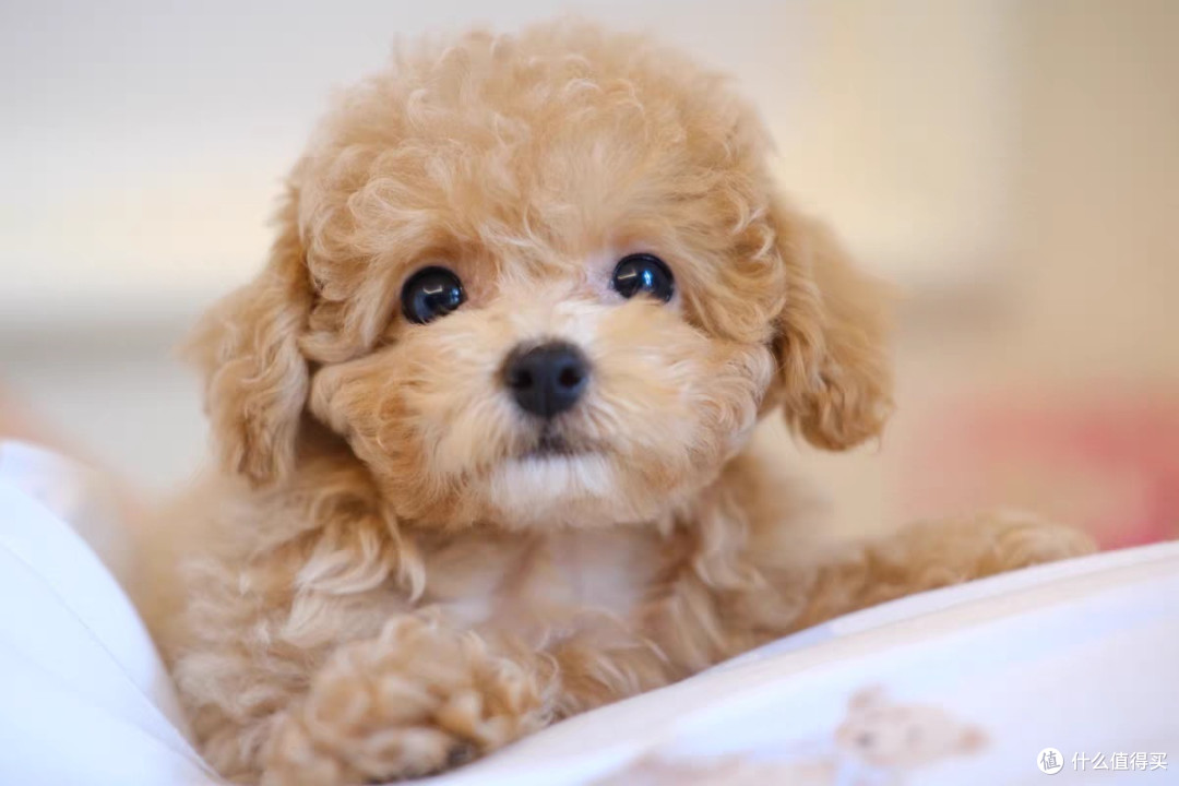 茶杯犬萌宠背后的考量是否适合饲养