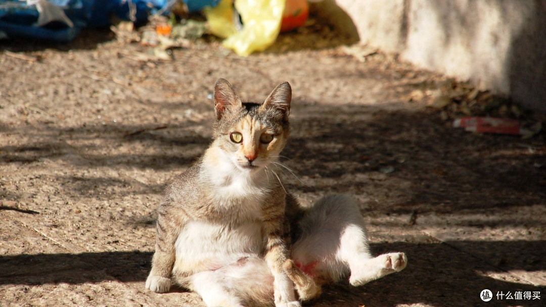 还在纠结给不给猫猫做绝育?看完再做决定吧