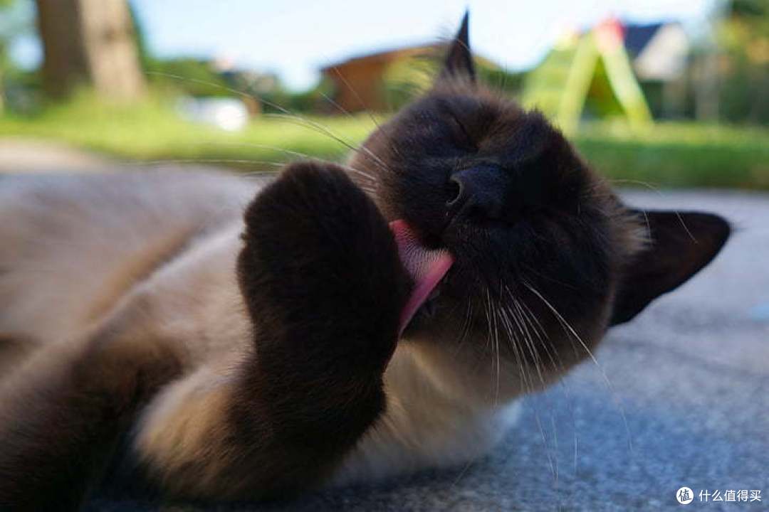 还在纠结给不给猫猫做绝育?看完再做决定吧