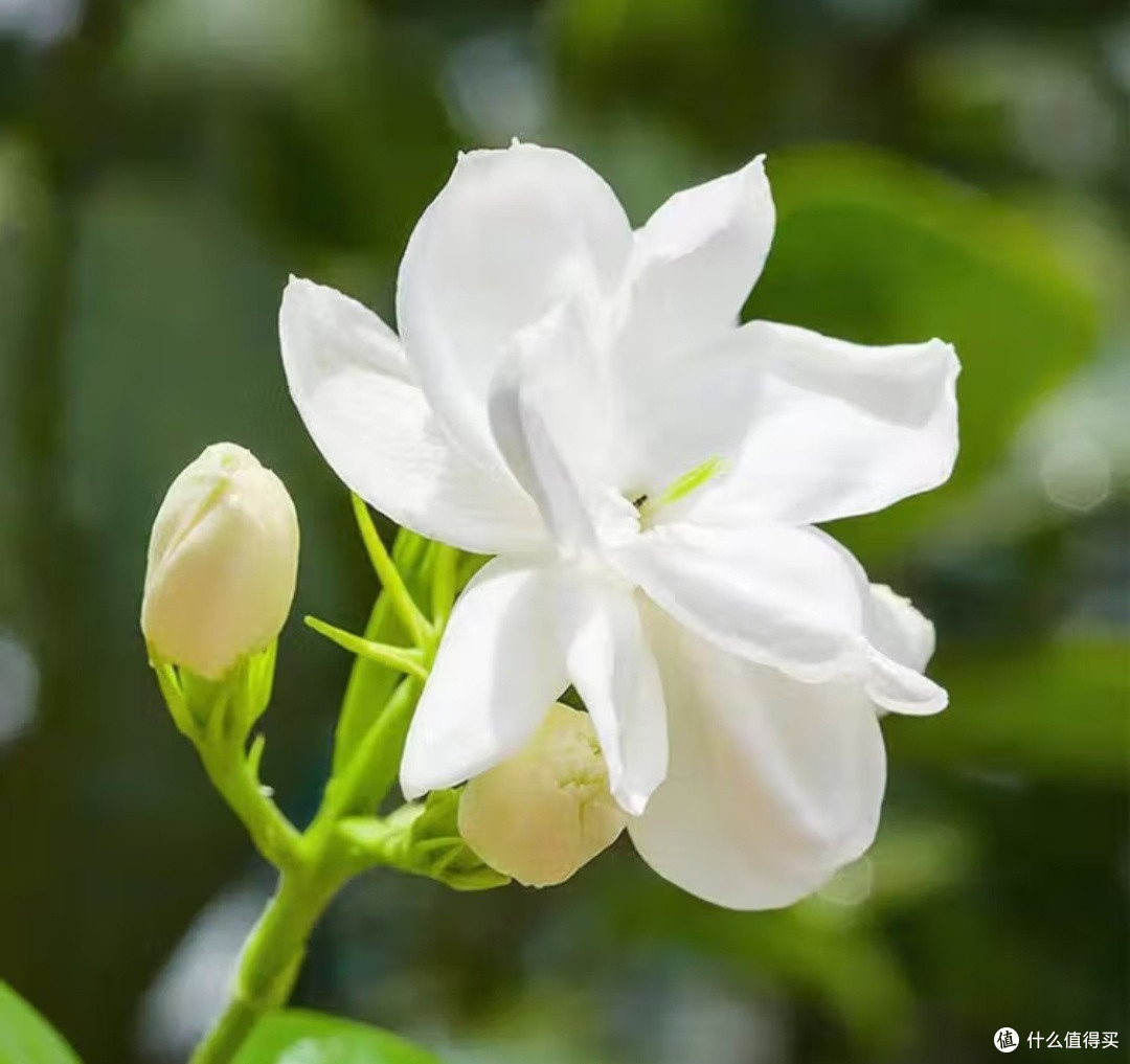 夏季植物放到家里,绿意盎然生机勃勃
