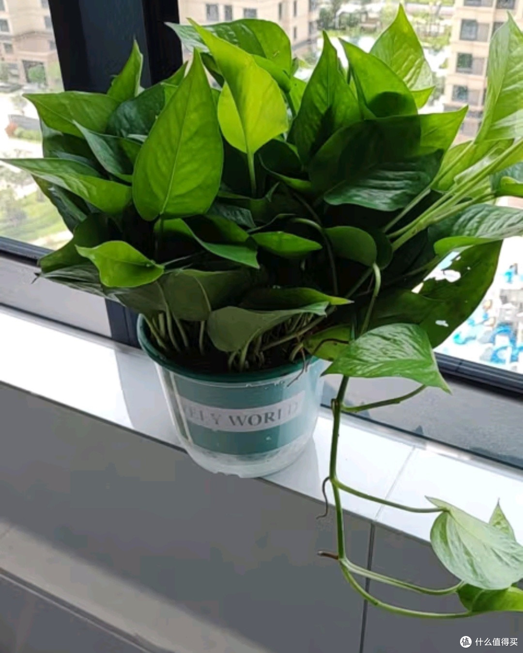 夏季植物放到家里,绿意盎然生机勃勃