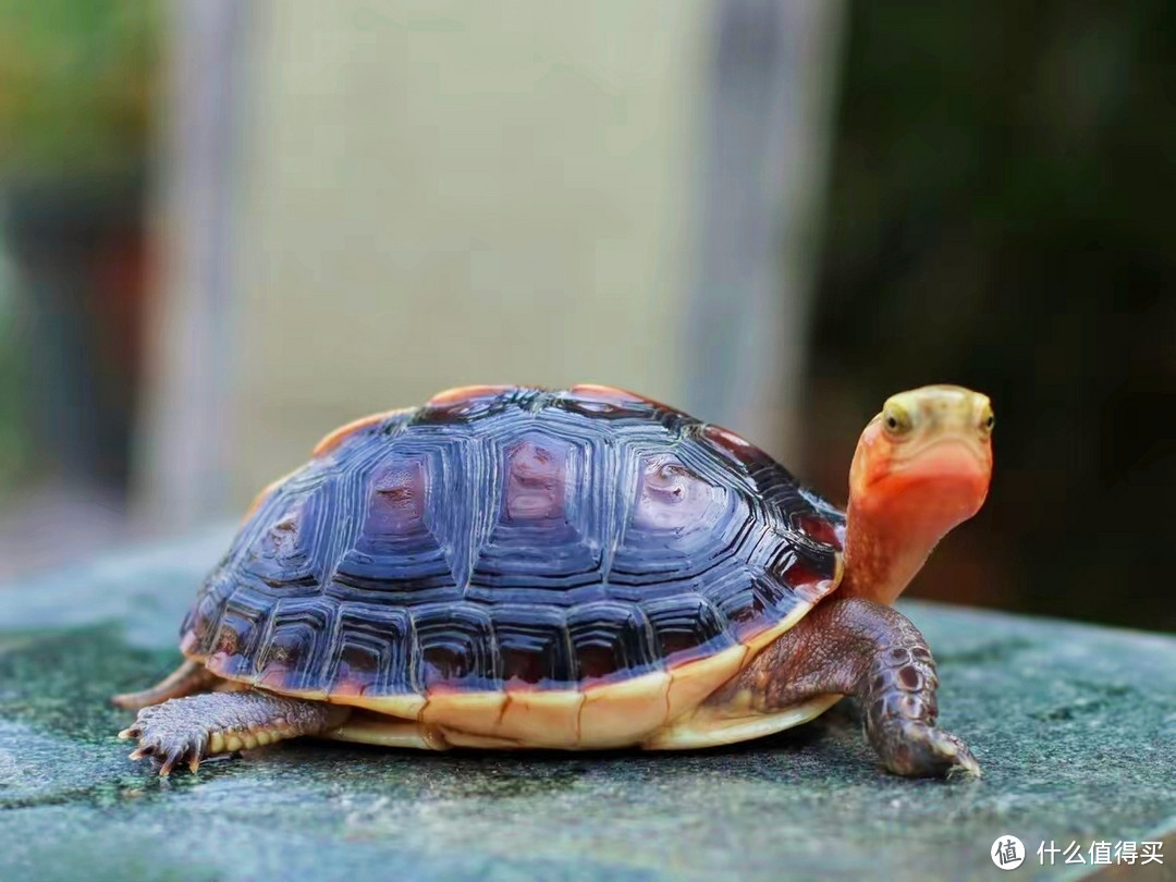 黄缘龟怎么养？你要知道它是半水陆龟，认清这一点就不难养好