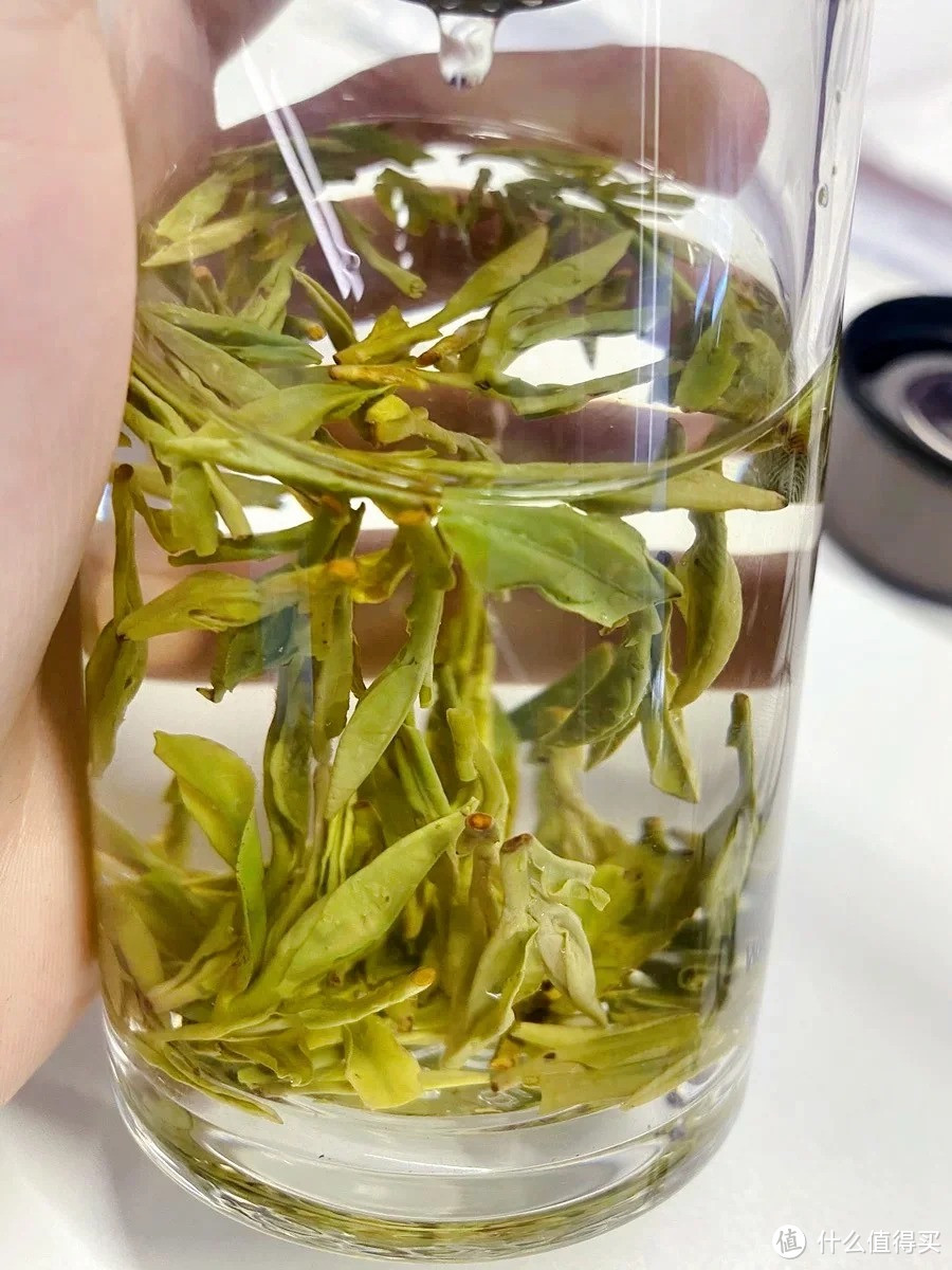 四川茶博会 茶知识：为什么绿茶不耐泡？