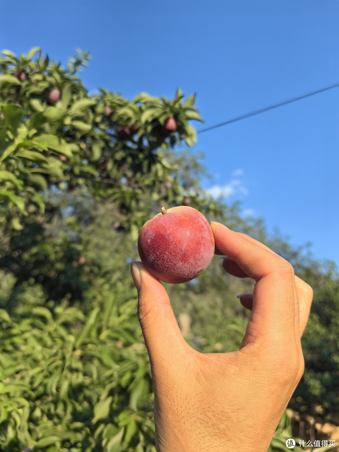 自己也能烤全羊？每年都烤全羊这是最成功的一次，最全的方法分享给大家建议收藏