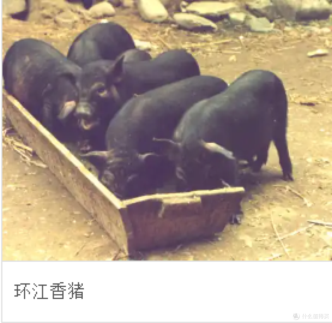 中国有哪些猪是被列入了中国国家地理标志产品的?