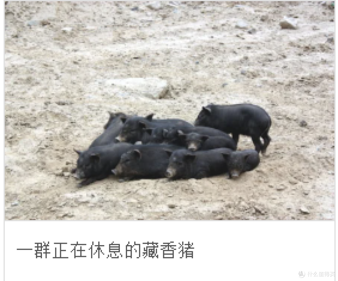 中国有哪些猪是被列入了中国国家地理标志产品的？