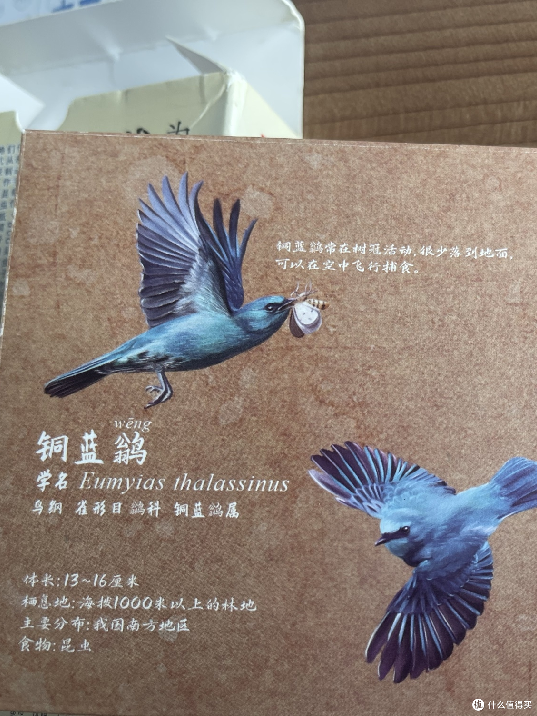亲子时光:一起拼插铜蓝鹟,探索自然的奇妙之旅