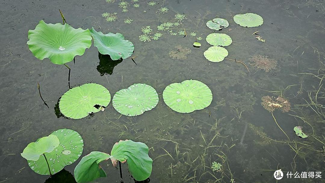 出游随拍，夏日烟雨蒙蒙的西湖美景尽收眼底